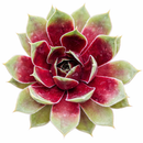 2 inch sempervivum 'coconut crystal' live succulent for sale, vivid jewel-like rosette shifting from frosty green to deep cranberry red with the seasons, firm thick succulent leaves in a dense geometric whorl, offset-producing hen and chicks clumping growth form, pet-friendly and easy care cold-hardy perennial succulent, striking architectural accent for troughs borders and outdoor pots, an excellent thoughtful gift for succulent enthusiasts in a clay pot