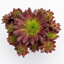 buy sempervivum colorockz 'coral red' live succulent 2 inch online in clay pot, bold hens-and-chicks rosette in glowing coral red tones, compact low-growing succulent with strong root system, frost hardy to minus twenty degrees celsius, drought tolerant and deer resistant, rustic garden or patio display accent, an award-winning plant gift for any occasion