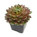 2 inch sempervivum gulle dame live succulent for sale, seasonal color-shifting maroon burgundy and amber-green rosette, fuzzy-margined fleshy pointed leaves, wide-spreading mat-forming clustering growth, cold-tolerant and nearly indestructible year-round grower, a vibrant and pet-friendly living gift perfect for any sunny indoor or outdoor space