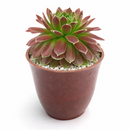 buy sempervivum icicle hens and chicks 2 inch online, sempervivum icicle frosty white tipped rosette succulent, outdoor succulent for patio and container planters