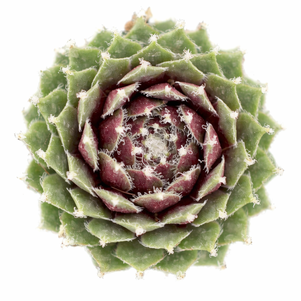 2 inch sempervivum 'jade rose' live succulent for sale, tight emerald green and deep rose rosette with soft fuzzy white hair margins, slow spreading clumping form, vibrant color changing foliage through the seasons, easy care pet friendly variety, ideal for alpine trough or patio container arrangement, thoughtful gift for outdoor garden enthusiasts