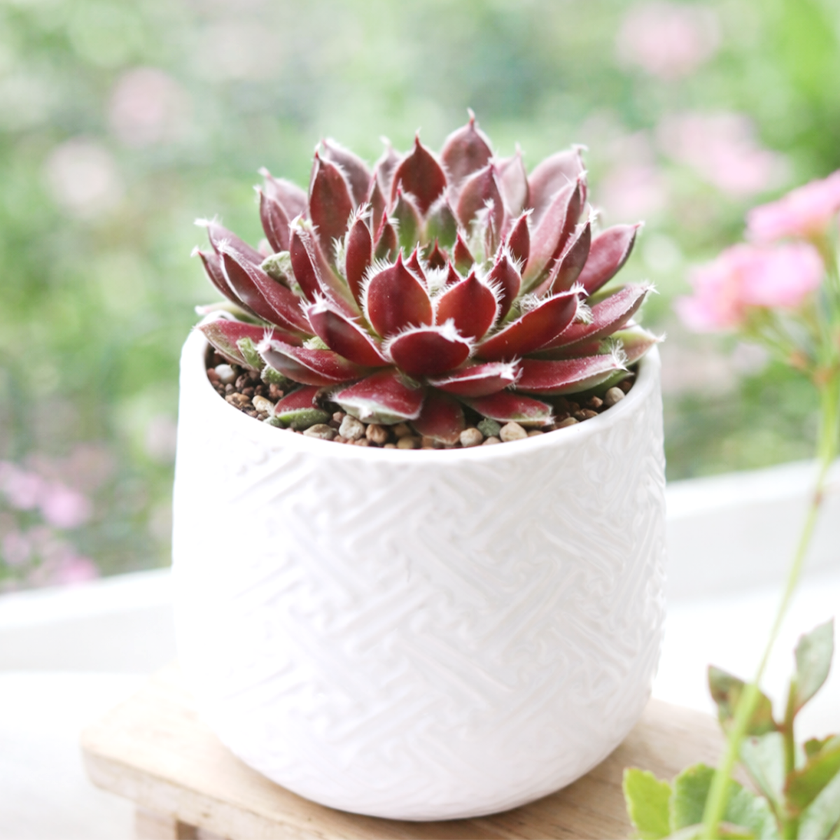 buy sempervivum 'jade rose' live succulent 2 inch online, green rosette with burgundy blush and fine white ciliate leaf tips, clustering clumping growth habit, seasonal lavender winter color shift, drought tolerant and frost hardy, perfect for sunny windowsill or rock garden display, charming gift for succulent lovers and beginners
