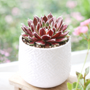 2 inch sempervivum 'jade rose' live succulent for sale, tight emerald green and deep rose rosette with soft fuzzy white hair margins, slow spreading clumping form, vibrant color changing foliage through the seasons, easy care pet friendly variety, ideal for alpine trough or patio container arrangement, thoughtful gift for outdoor garden enthusiasts