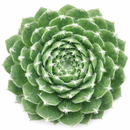 2 inch Sempervivum 'Jeanne d'Arc' live succulent for sale, rich chocolate-brown and green evergreen rosette with seasonal color shifts, fleshy succulent leaves with warm copper sheen, low-growing spreading clusters with offsets, cold hardy perennial succulent for containers and landscapes, striking modern decor accent for patios and windowsills, a thoughtful and long-lived gift for succulent collectors, available in clay pot