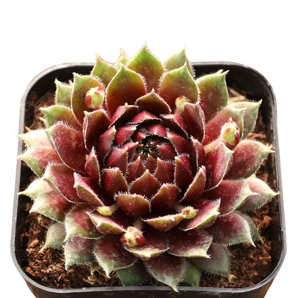 2 inch sempervivum 'ohu om ohu' live succulent for sale in plastic pot, vibrant multi-toned rosette in lime green and orange-red hues, monocarpic rosettes replaced by generous chick offsets, frost hardy to zone 3, drought tolerant and pet friendly, makes a striking windowsill or balcony feature, an affordable rare find and a wonderful gift for any plant enthusiast