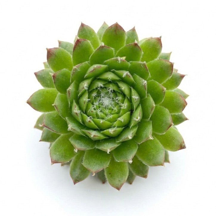 2 inch Sempervivum 'Pixie' live succulent for sale, finely tufted green rosette with blushing pink tips, tight offset-producing clustering form, fibrous shallow spreading roots, cold hardy to zone 3 and pet friendly, ideal for small space and desk decor, thoughtful unique gift for succulent collectors