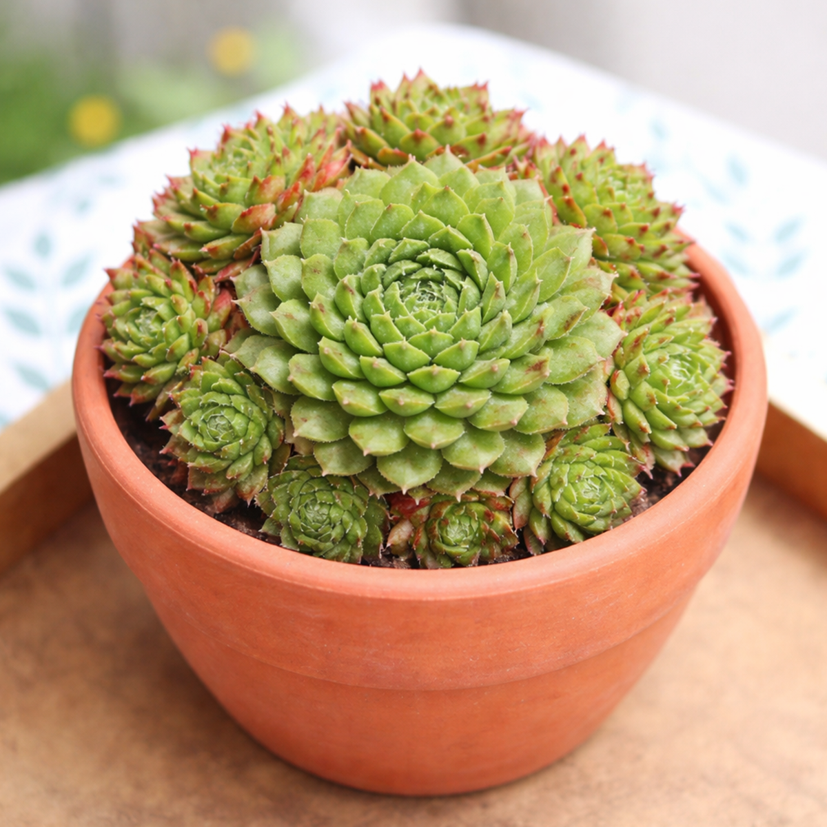 buy Sempervivum 'Pixie' live succulent 2 inch online, tiny green rosette with soft pink-red leaf edges, delicate cobweb-like white webbing, compact clustering growth habit, frost and drought tolerant alpine succulent, charming in rock garden arrangements, perfect low maintenance succulent gift for plant lovers