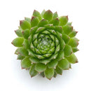 2 inch Sempervivum 'Pixie' live succulent for sale, finely tufted green rosette with blushing pink tips, tight offset-producing clustering form, fibrous shallow spreading roots, cold hardy to zone 3 and pet friendly, ideal for small space and desk decor, thoughtful unique gift for succulent collectors