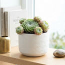 buy sempervivum poco loco live succulent 2 inch online, bright green pinwheel rosette red purple tipped leaves clustering form, architectural display, beginner gift