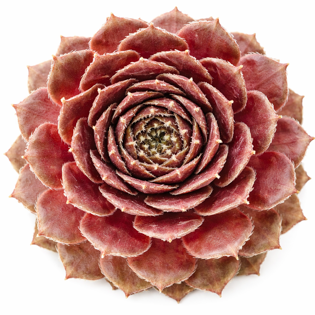 buy Sempervivum 'Pompeon' live succulent 2 inch online, olive green to vibrant red rosette, fine cilia frosted leaf margins, tight clustered rosette form, frost hardy and drought tolerant, striking architectural accent for rock gardens and outdoor containers, a unique and lasting gift for succulent lovers