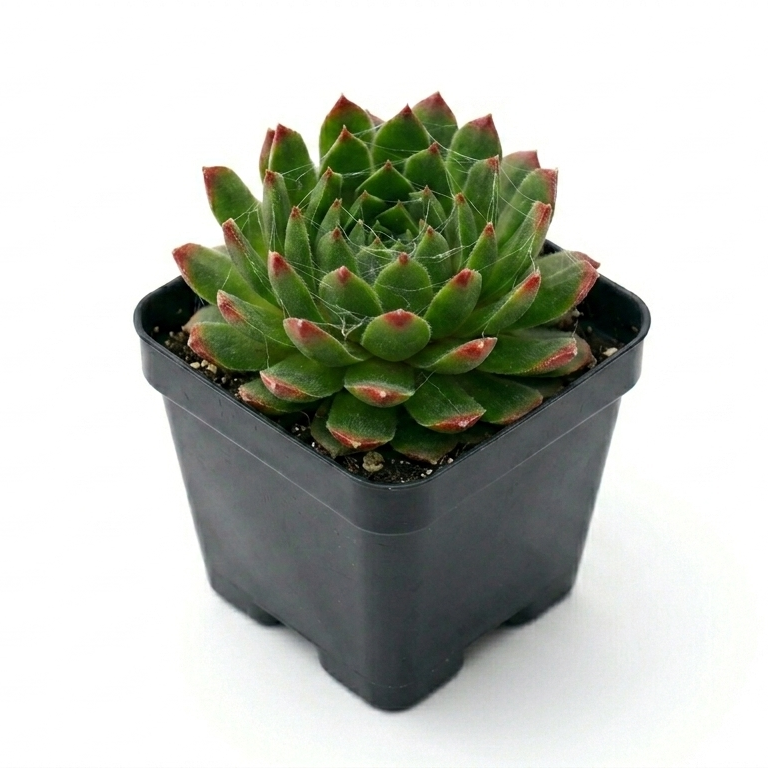 2 inch sempervivum 'red pluche' live succulent for sale in clay pot, deep red fleshy rosette leaves with silvery hairy margins, tight symmetrical rosette shape, sun-intensified red coloring, cold hardy evergreen perennial, elegant rustic decor for patio or windowsill, thoughtful plant gift for beginners and collectors