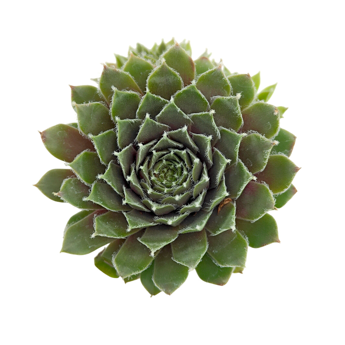 buy sempervivum 'sea foam' live succulent 2 inch online, lime green and cherry red rosette succulent, silvery ciliated leaf margins, dense clustering clumping growth habit, frost hardy drought tolerant alpine plant, perfect for rock garden or container display, charming succulent gift for outdoor gardeners