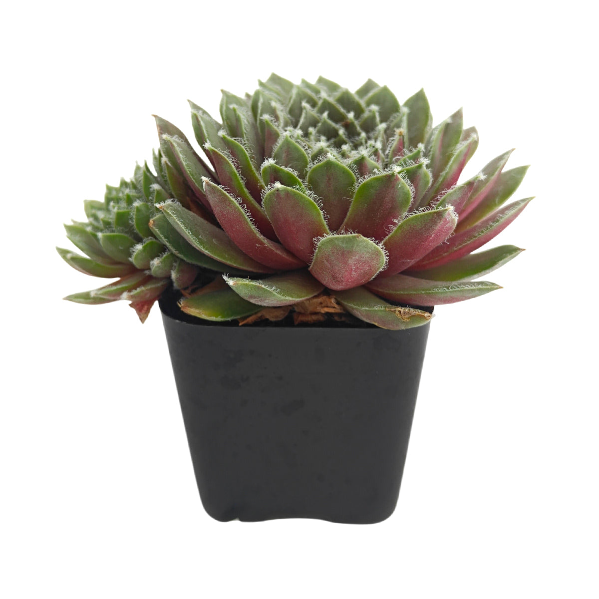 2 inch sempervivum 'sea foam' live succulent for sale, fresh lime green leaves blushed with cherry red tips, frosted silvery hairy leaf margins, fast-offsetting clumping rosette succulent, drought tolerant and extremely frost hardy, stunning textured focal plant for containers or garden borders, ideal hens and chicks gift for beginners