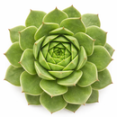 2 inch sempervivum 'silver king' live succulent for sale in plastic pot, large spreading rosette with green base and seasonal red-burgundy pigments, smooth fleshy leaves with wax watermark patterns, hen and chicks offset habit forming colorful mats, extremely frost hardy and drought tolerant, versatile styling plant for rock gardens or succulent bowls, ideal gift for beginners and seasoned collectors alike