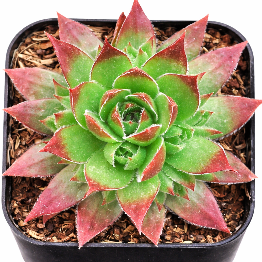 2 inch Sempervivum Stefan, green succulents, indoor succulents, succulent care guide, buy succulents online