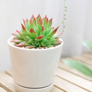 2 inch Sempervivum Stefan, green succulents, indoor succulents, succulent care guide, buy succulents online