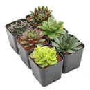 Sempervivum Variety Pack, Live Hen and Chicks Succulents (6, 12, or 20 Pack) - 2" Potted Perennials