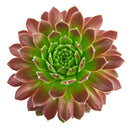 buy sempervivum icicle hens and chicks 2 inch online, sempervivum icicle frosty white tipped rosette succulent, outdoor succulent for patio and container planters