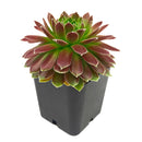 buy sempervivum icicle hens and chicks 2 inch online, sempervivum icicle frosty white tipped rosette succulent, outdoor succulent for patio and container planters