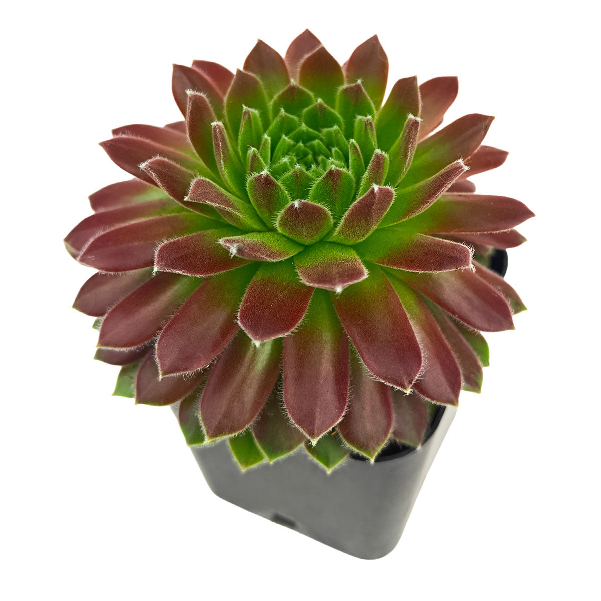 Sempervivum 'Icicle' in a plastic pot, green succulents, indoor succulents, succulent care guide, buy succulents online