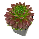 buy sempervivum icicle hens and chicks 2 inch online, sempervivum icicle frosty white tipped rosette succulent, outdoor succulent for patio and container planters
