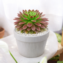buy sempervivum icicle hens and chicks 2 inch online, sempervivum icicle frosty white tipped rosette succulent, outdoor succulent for patio and container planters