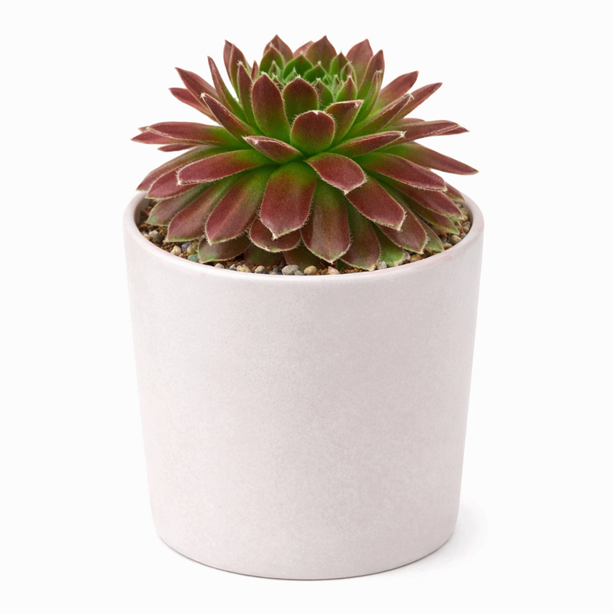 2 inch sempervivum icicle live succulent plant for sale, sempervivum icicle hardy outdoor succulent plant, collectible sempervivum icicle alpine variety