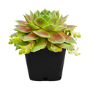 2 inch sempervivum red west live succulent for sale, vivid red and green bicolor rosette nestled in a white modern pot, evergreen succulent with dense fleshy leaf texture and strong seasonal coloring, offset-producing hen and chicks growth form, pet friendly and beginner friendly, a beautiful minimalist home accent and an ideal thoughtful succulent gift