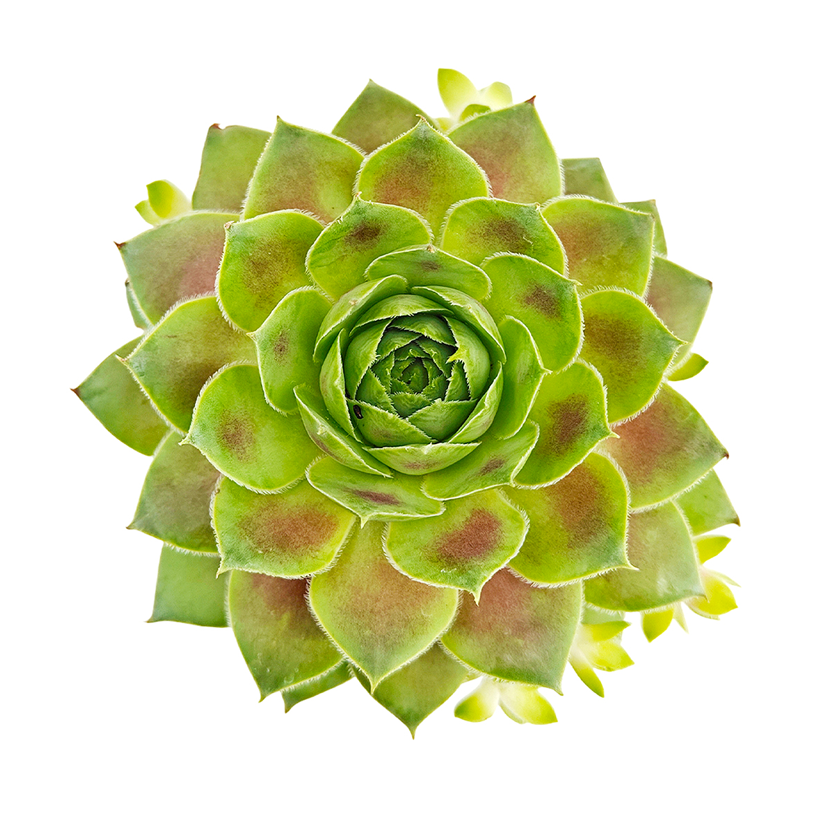 2 inch sempervivum red west live succulent for sale, deep red and green bicolor fleshy rosette in a white modern pot, evergreen perennial with offset-producing hen and chicks habit, drought tolerant and frost hardy to zone 3, low-profile spreading form ideal for shelves or mixed containers, a stylish and long-lasting gift for plant lovers