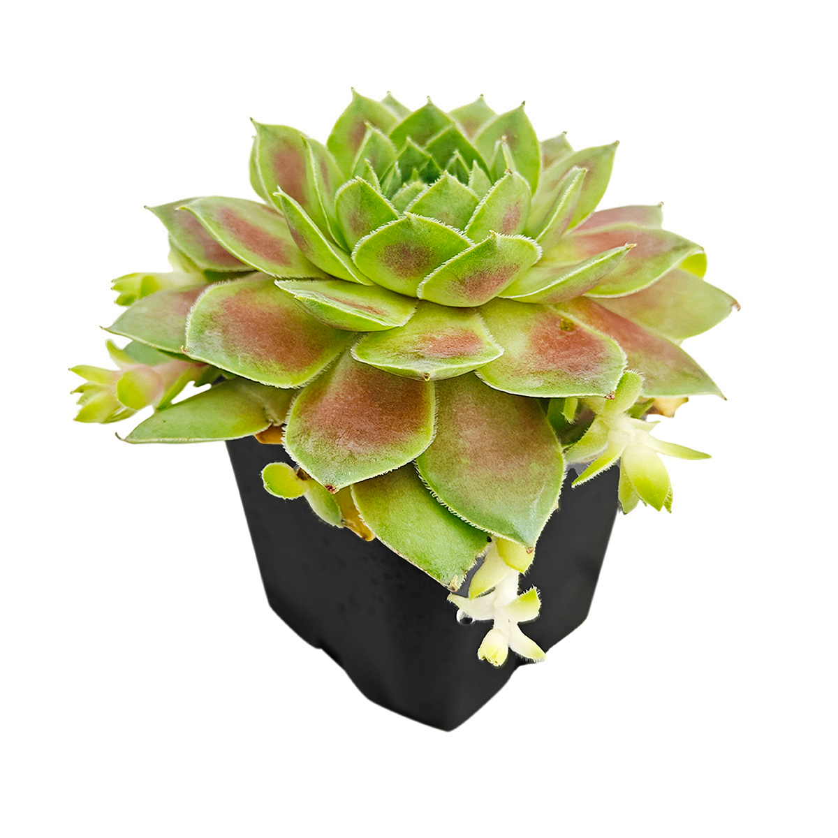 buy sempervivum red west live succulent 2 inch online, saturated red-mahogany rosette with smooth waxy leaf texture in a bamboo pot, cool-season color intensifies in bright light and cold temperatures, slow-spreading clumping succulent, easy care and pet safe, elegant natural decor for home or balcony, a charming gift for succulent collectors
