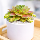 2 inch sempervivum red west live succulent for sale, vivid red and green bicolor rosette nestled in a white modern pot, evergreen succulent with dense fleshy leaf texture and strong seasonal coloring, offset-producing hen and chicks growth form, pet friendly and beginner friendly, a beautiful minimalist home accent and an ideal thoughtful succulent gift