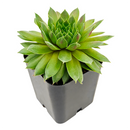 2 inch sempervivum 'red wings' live succulent for sale in plastic pot, vivid cherry-red leaf tips contrasting bright green centers, tight symmetrical rosette form, hair-like fringed leaf edges, easy care cold hardy variety, ideal for modern minimalist desk or patio display, a thoughtful gift for beginner gardeners
