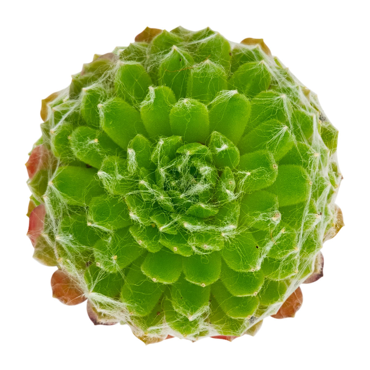2 inch sempervivum arachnoideum 'robin' live succulent for sale, unique spiderweb-like white hairs lacing the rosette tips, green to pink flushing foliage with seasonal color interest, dense clustering mat-forming growth over time, pet-safe and cold hardy to well below freezing, a distinctive alpine-inspired accent for troughs and rock gardens, a unique and lasting gift for garden lovers, in a bamboo pot