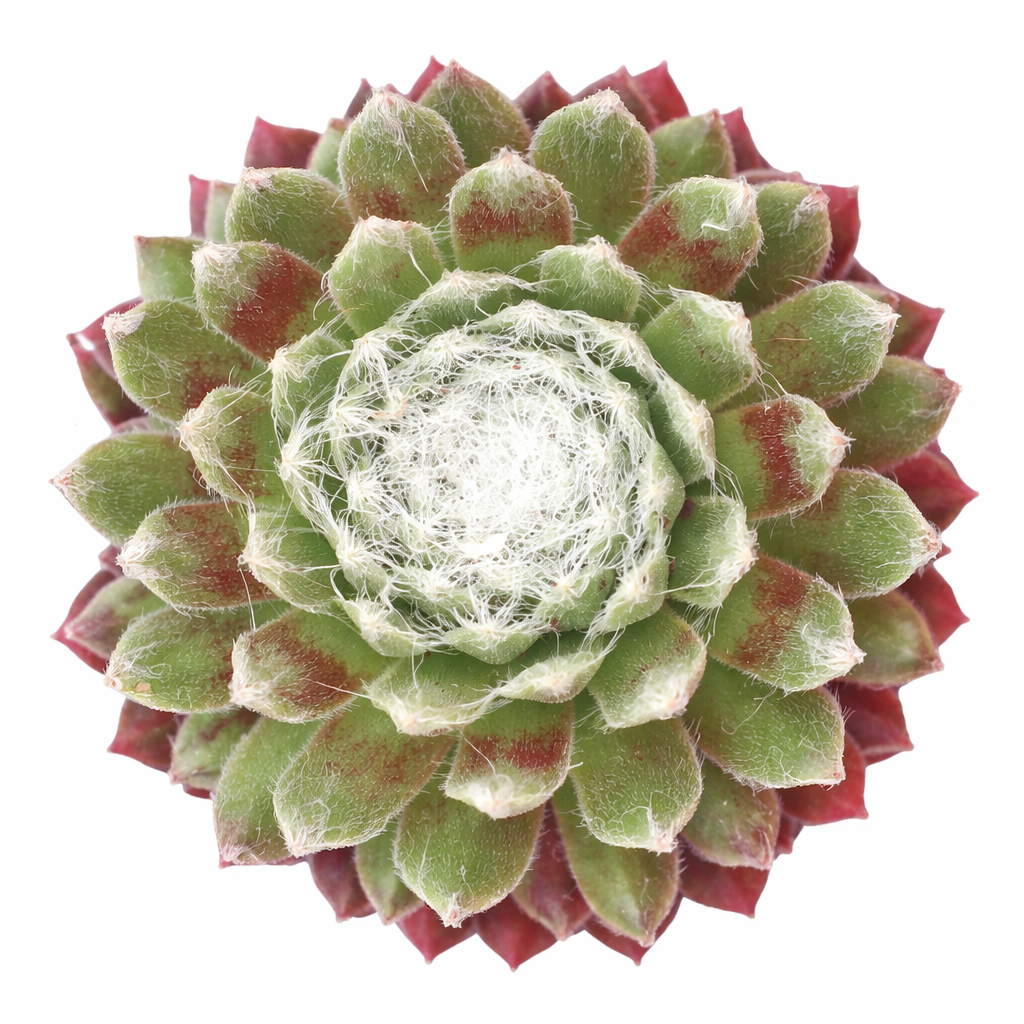 2 inch sempervivum arachnoideum 'robin' live succulent for sale, compact rosette covered in fine silver-white webbing, green base color with spring pink blush, low-growing tight clumping growth habit, easy care for beginners, stunning architectural accent for windowsill or patio display, a thoughtful gift for succulent collectors, in a clay pot