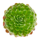 2 inch sempervivum arachnoideum 'robin' live succulent for sale, cobweb-draped rosette with green and pink blush coloring, fleshy pointed leaves fringed in delicate white webbing, slow steady spreading cluster habit with shallow fibrous roots, extremely hardy tolerating frost and dry conditions, an architectural statement plant for outdoor pots and alpine troughs, a charming evergreen gift that thrives for years, in a clay pot