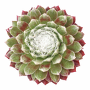 2 inch sempervivum arachnoideum 'robin' live succulent for sale, cobweb-draped rosette with green and pink blush coloring, fleshy pointed leaves fringed in delicate white webbing, slow steady spreading cluster habit with shallow fibrous roots, extremely hardy tolerating frost and dry conditions, an architectural statement plant for outdoor pots and alpine troughs, a charming evergreen gift that thrives for years, in a clay pot