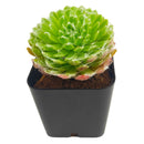 2 inch sempervivum arachnoideum 'robin' live succulent for sale, cobweb-draped rosette with green and pink blush coloring, fleshy pointed leaves fringed in delicate white webbing, slow steady spreading cluster habit with shallow fibrous roots, extremely hardy tolerating frost and dry conditions, an architectural statement plant for outdoor pots and alpine troughs, a charming evergreen gift that thrives for years, in a clay pot