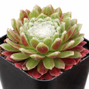 2 inch sempervivum arachnoideum 'robin' live succulent for sale, cobweb-draped rosette with green and pink blush coloring, fleshy pointed leaves fringed in delicate white webbing, slow steady spreading cluster habit with shallow fibrous roots, extremely hardy tolerating frost and dry conditions, an architectural statement plant for outdoor pots and alpine troughs, a charming evergreen gift that thrives for years, in a clay pot