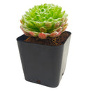2 inch sempervivum arachnoideum 'robin' live succulent for sale, cobweb-draped rosette with green and pink blush coloring, fleshy pointed leaves fringed in delicate white webbing, slow steady spreading cluster habit with shallow fibrous roots, extremely hardy tolerating frost and dry conditions, an architectural statement plant for outdoor pots and alpine troughs, a charming evergreen gift that thrives for years, in a clay pot