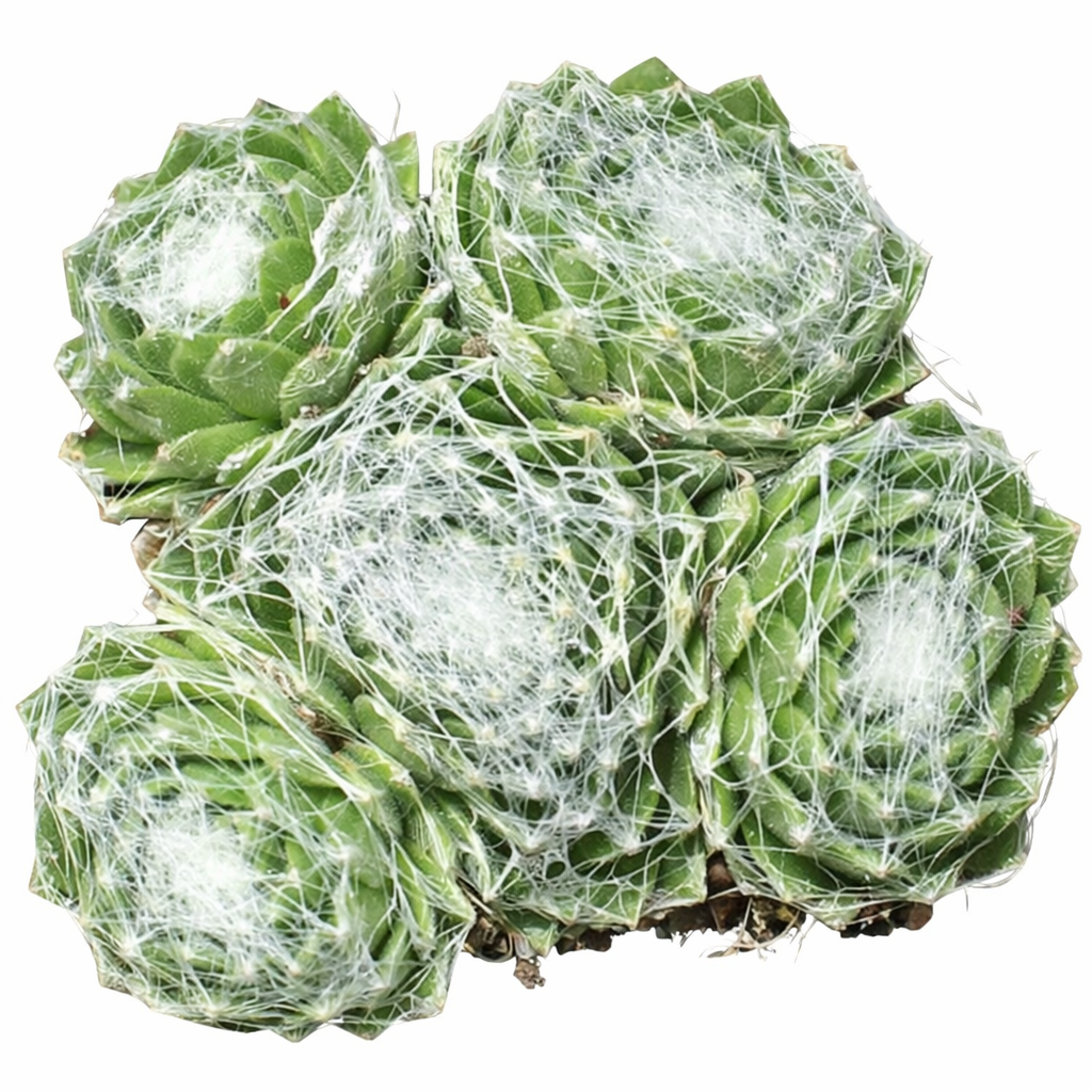 buy sempervivum arachnoideum f/ val miniera live succulent 2 inch online, compact green rosette with cottony white cobweb hairs, woolly fuzzy texture, clustering alpine form, drought tolerant and frost hardy, perfect for rock garden displays, a unique and charming gift for succulent lovers in a plastic pot