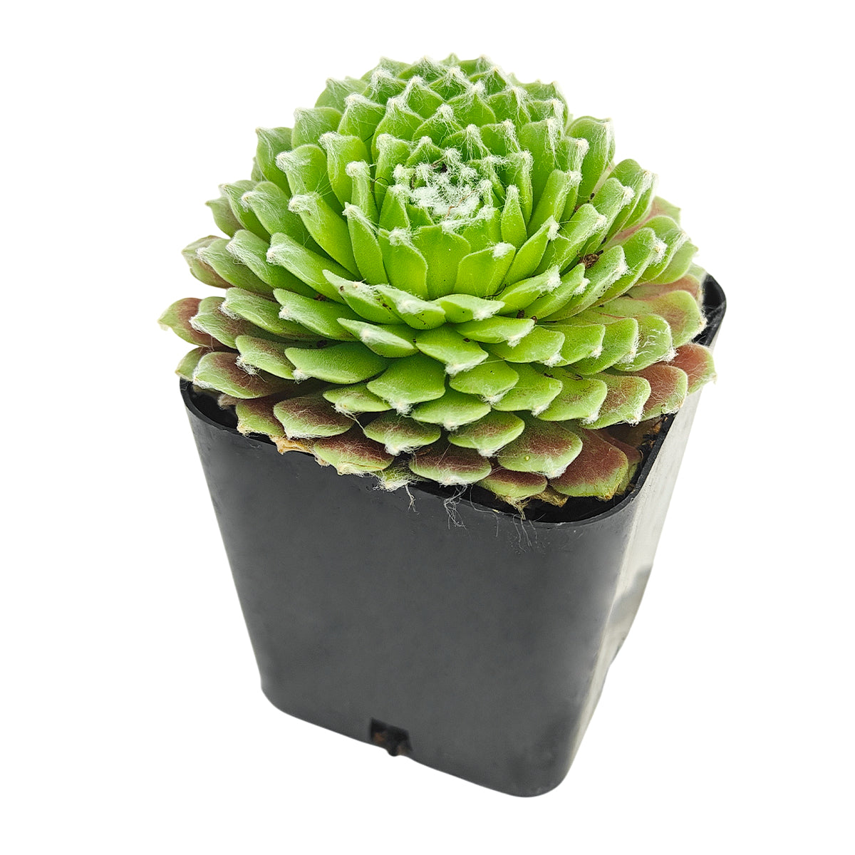 2 inch sempervivum arachnoideum f/ val miniera live succulent for sale, small tight rosette covered in fine white web-like filaments, green and white coloring, spreading clumping growth habit, low maintenance outdoor succulent, ideal tabletop or shelf accent in a clay pot, makes a delightful nature-inspired gift