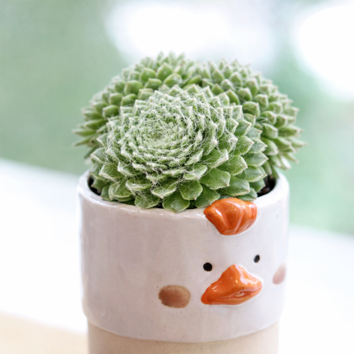 Sempervivum Tomentosum Daluis