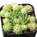 2 inch sempervivum globiferum ssp. hirtum 'borealis' live succulent for sale, small spiky rosette with rich green center leaves fading to warm orange and burgundy at the tips, roller variety with round chicks that naturally detach and root independently, evergreen habit with seasonal color shifts through spring and summer, thrives in gritty well-draining soil with full sun exposure, eye-catching detail plant for a rock garden, green roof, or container garden, a unique and lasting gift for collectors of rare