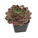 2 inch sempervivum heuffelii beacon hill live succulent for sale in plastic pot, rich purple-bronze rosette with vivid year-round coloration, fine cilia outlining each waxy leaf, compact rosette that divides and clusters at the crown, tolerates frost snow and heat with ease, bold statement plant for rock gardens and alpine beds, an eye-catching collector succulent gift