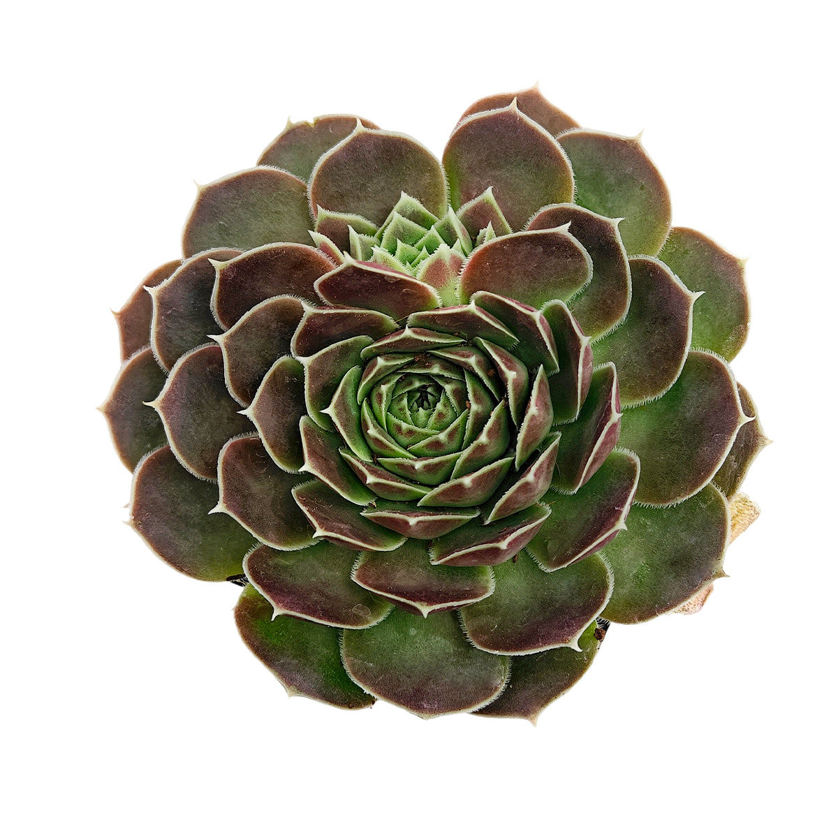 buy sempervivum heuffelii beacon hill live succulent 2 inch online in clay pot, deep reddish-bronze outer leaves with light green center, textured glaucous leaf surface, tight rosette with white-ciliated margins, year-round color holds in all seasons, rustic alpine-inspired outdoor or patio decor, perfect as a low-maintenance heirloom gift