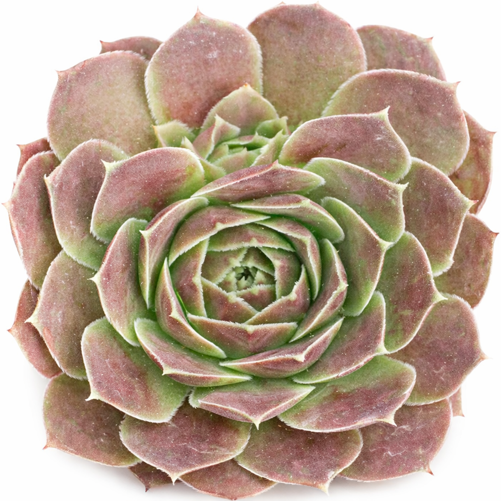 buy sempervivum heuffelii 'saffarina' live succulent 2 inch online, symmetrical chocolate burgundy rosette with fresh green heart, soft hair-like cilia outlining each leaf, compact rosette clustering growth, deepens to darker red in cool weather, presented in clay pot, refined alpine-inspired patio or windowsill accent, thoughtful rare succulent gift for collectors