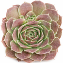 2 inch sempervivum heuffelii 'saffarina' live succulent for sale, deep burgundy rosette with fresh lime-green center and cilia-fringed leaf texture, compact and symmetrical clumping form, frost and drought tolerant outdoor alpine succulent, displayed in white modern pot, elegant year-round architectural garden accent, a prized rare collector plant and memorable gift for succulent enthusiasts