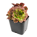 2 inch sempervivum heuffelii 'artemis' live succulent for sale, bamboo pot with compact clumping rosette in pink-purple hues, coppery warm undertones catching light on leaf tips, frost hardy and long-lived perennial succulent, thrives with minimal care outdoors or near sunny windows, an elegant botanical gift for gardeners and collectors