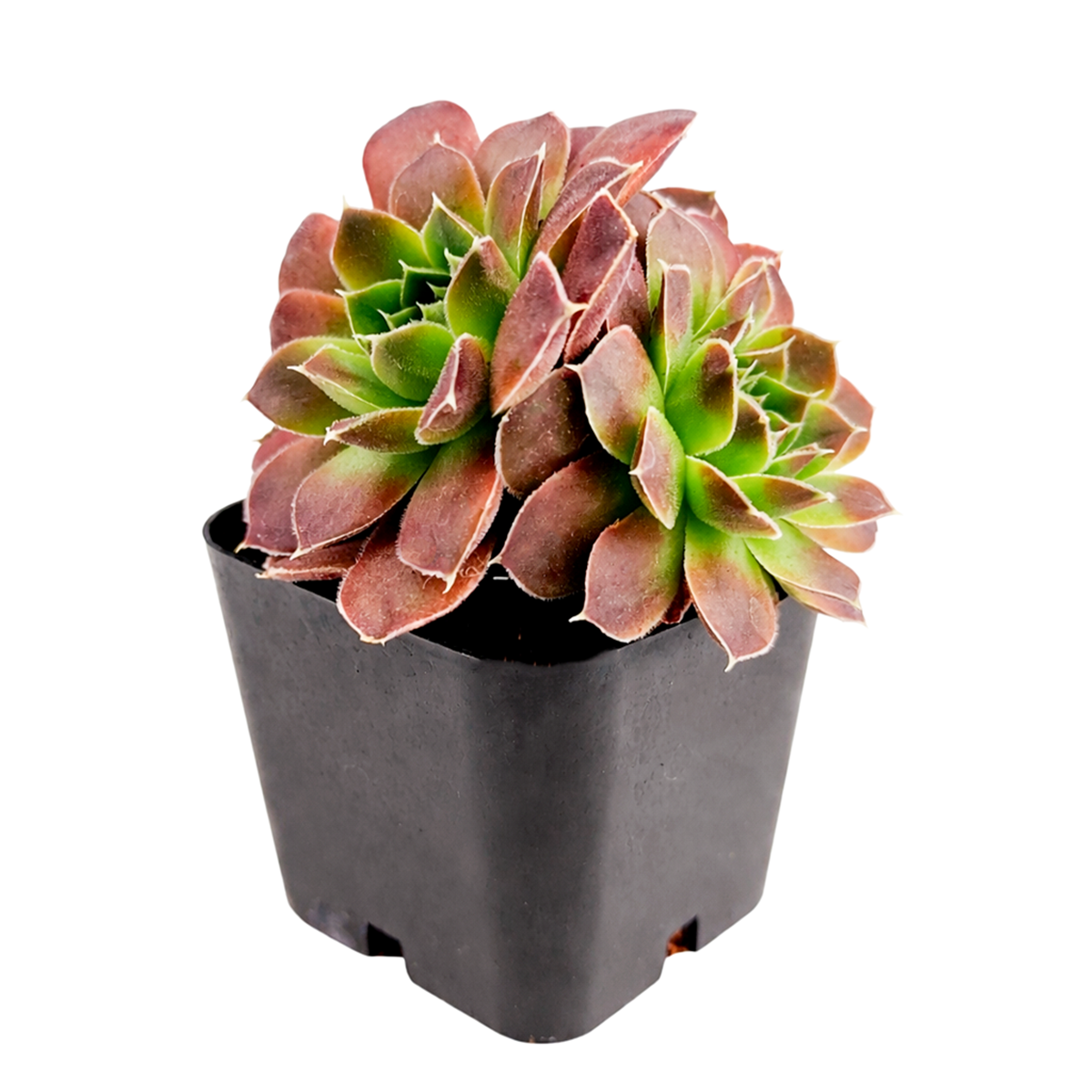 2 inch sempervivum heuffelii 'artemis' live succulent for sale, bamboo pot with compact rosette clump, deep moody purple tones intensifying through autumn into winter, lightly pubescent textured leaves, easy care outdoor or container succulent, modern botanical home decor accent, a lasting gift for plant lovers