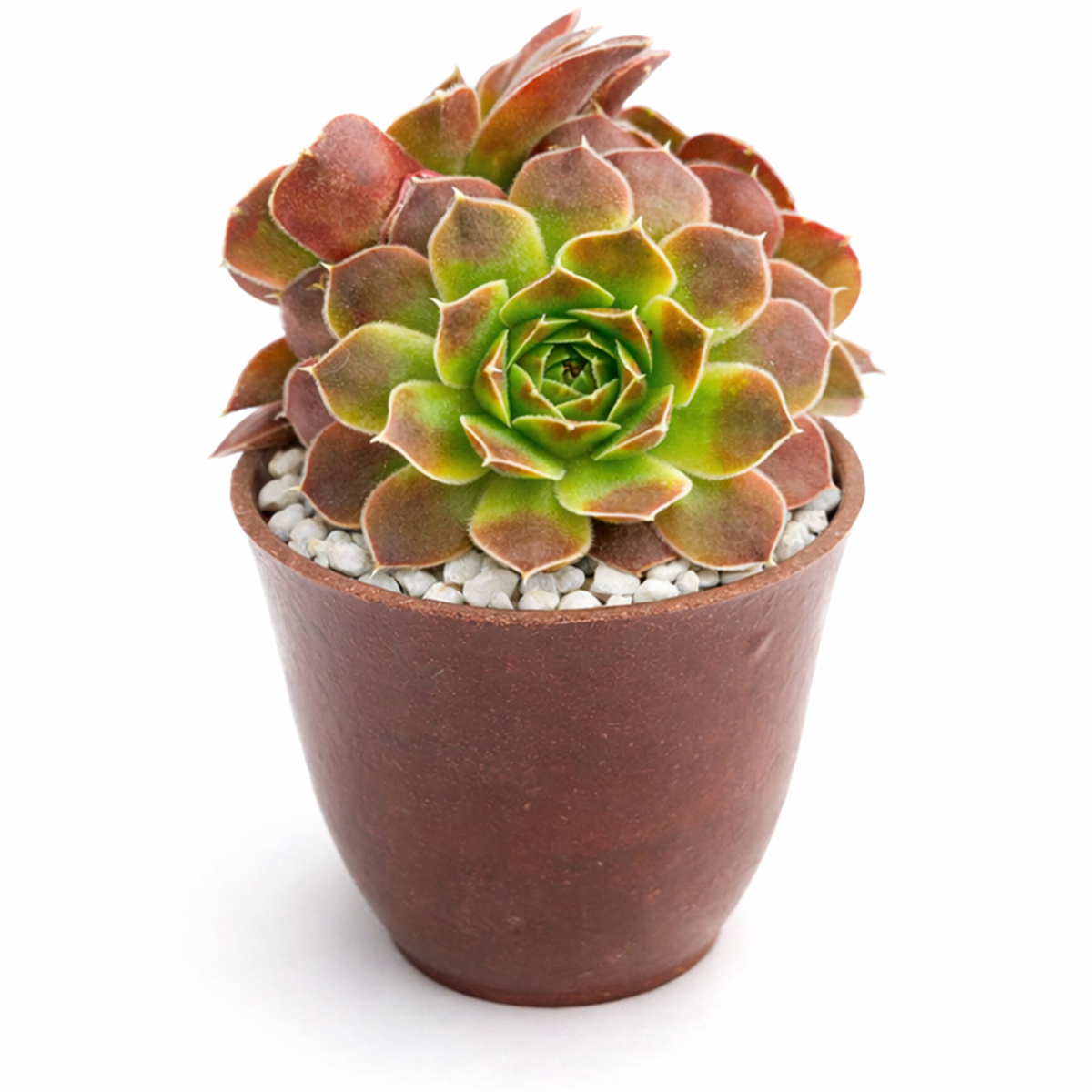2 inch sempervivum heuffelii 'artemis' live succulent for sale, clay pot close-up of glowing white cilia leaf outline, soft fuzzy leaf surface texture, rosette shifting from blush pink to rich purple, cold and heat resilient, suitable for outdoor year-round plantings, a rare and refined succulent gift